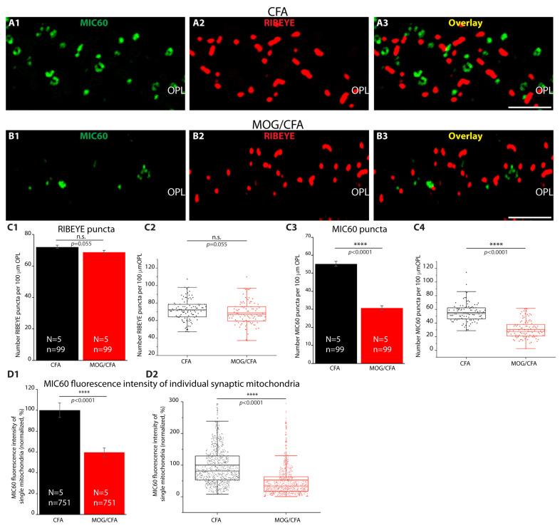 https://cdn.ncbi.nlm.nih.gov/pmc/blobs/b2c7/11816939/67b2c3fa87cf/cells-14-00206-g002.jpg