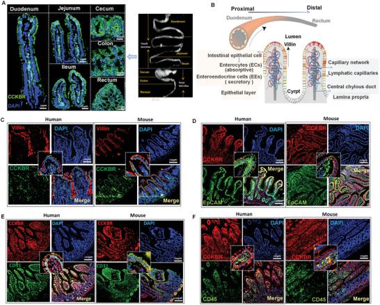 https://cdn.ncbi.nlm.nih.gov/pmc/blobs/b2c7/11967862/06d642bfa2de/ADVS-12-2410032-g008.jpg