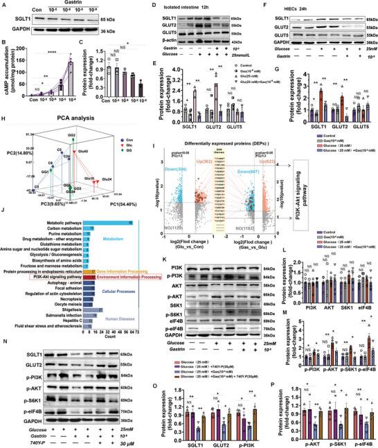 https://cdn.ncbi.nlm.nih.gov/pmc/blobs/b2c7/11967862/bf5daa848439/ADVS-12-2410032-g009.jpg