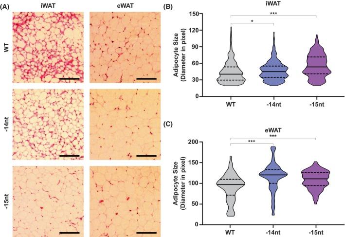 https://cdn.ncbi.nlm.nih.gov/pmc/blobs/b2c8/12326919/881aedcc936f/FEBS-292-4018-g002.jpg