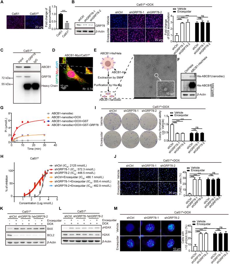 https://cdn.ncbi.nlm.nih.gov/pmc/blobs/b2cb/12144991/47be5f8805af/gr6.jpg