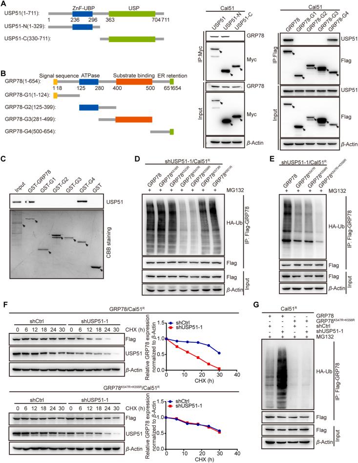 https://cdn.ncbi.nlm.nih.gov/pmc/blobs/b2cb/12144991/50901f0dd3e0/gr4.jpg