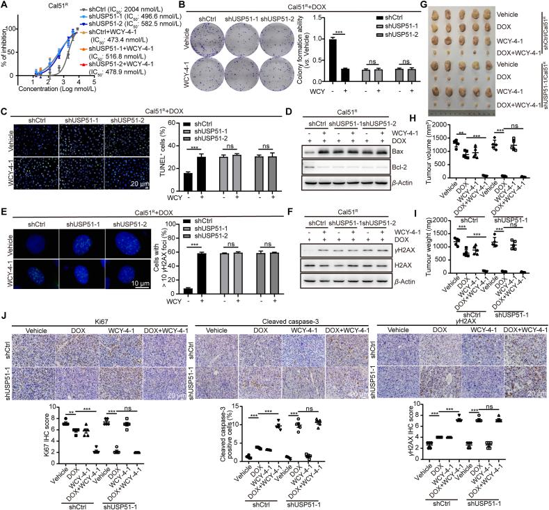 https://cdn.ncbi.nlm.nih.gov/pmc/blobs/b2cb/12144991/ad9b798af605/gr9.jpg