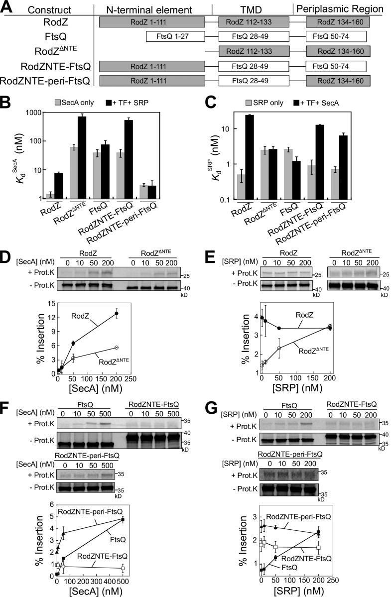 https://cdn.ncbi.nlm.nih.gov/pmc/blobs/b2d0/5674894/0455900d19c2/JCB_201704036_Fig6.jpg