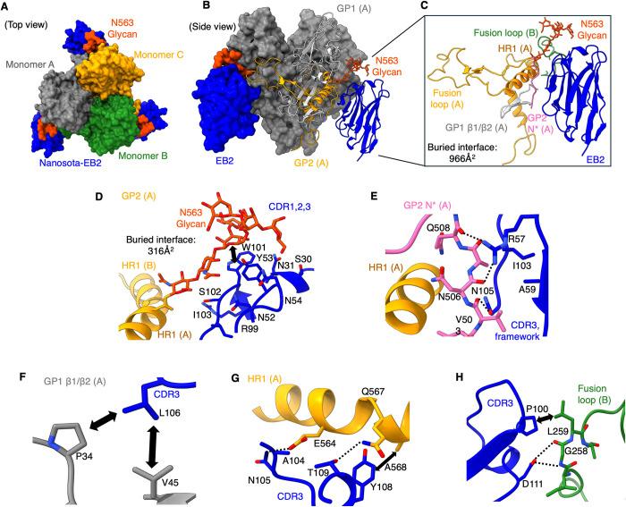 https://cdn.ncbi.nlm.nih.gov/pmc/blobs/b2d5/11723632/5b53297ec423/ppat.1012817.g003.jpg