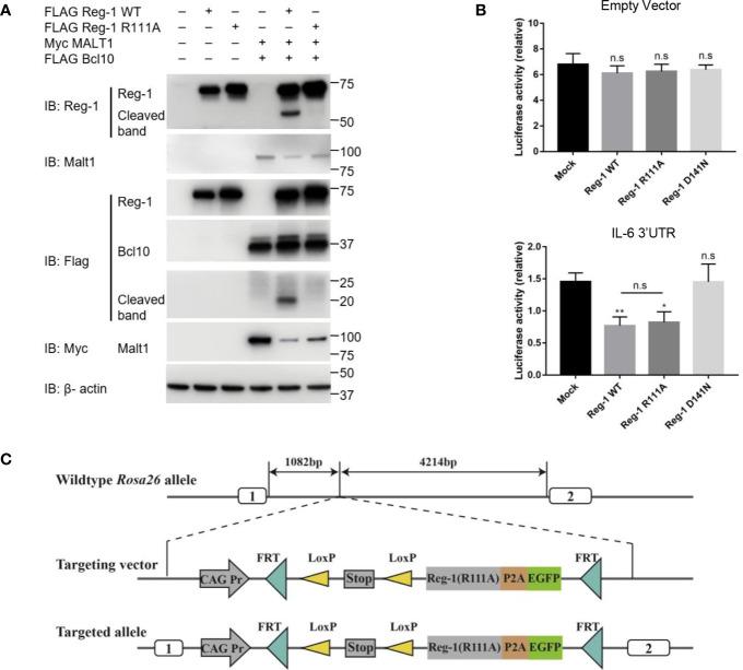 https://cdn.ncbi.nlm.nih.gov/pmc/blobs/b2d5/8297167/17e515e1ea66/fimmu-12-682220-g001.jpg