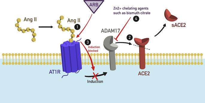 https://cdn.ncbi.nlm.nih.gov/pmc/blobs/b2d6/11126499/d1a6538870f0/43440_2024_596_Fig2_HTML.jpg