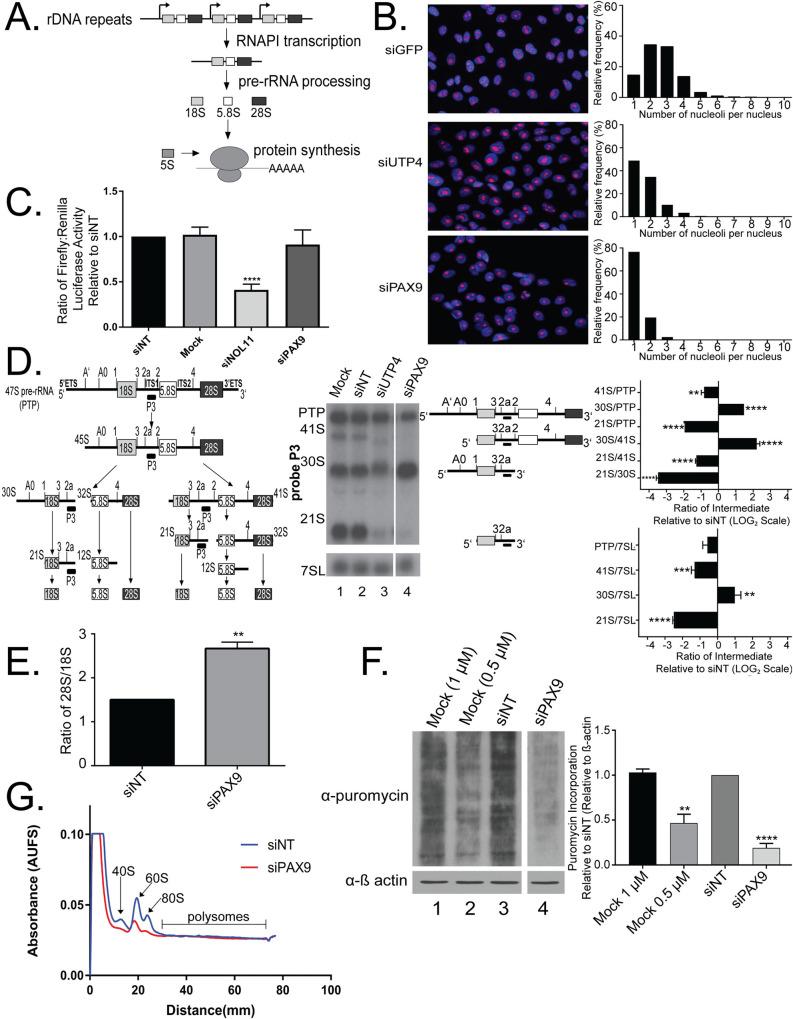 https://cdn.ncbi.nlm.nih.gov/pmc/blobs/b2df/7437866/159d5f209622/pgen.1008967.g001.jpg