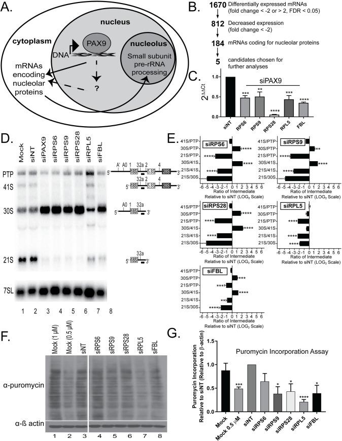 https://cdn.ncbi.nlm.nih.gov/pmc/blobs/b2df/7437866/16f97f6b2361/pgen.1008967.g002.jpg