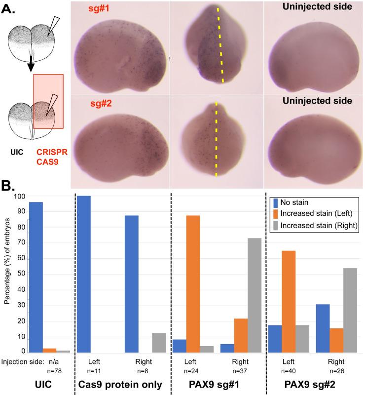 https://cdn.ncbi.nlm.nih.gov/pmc/blobs/b2df/7437866/2cb0c1b89839/pgen.1008967.g007.jpg
