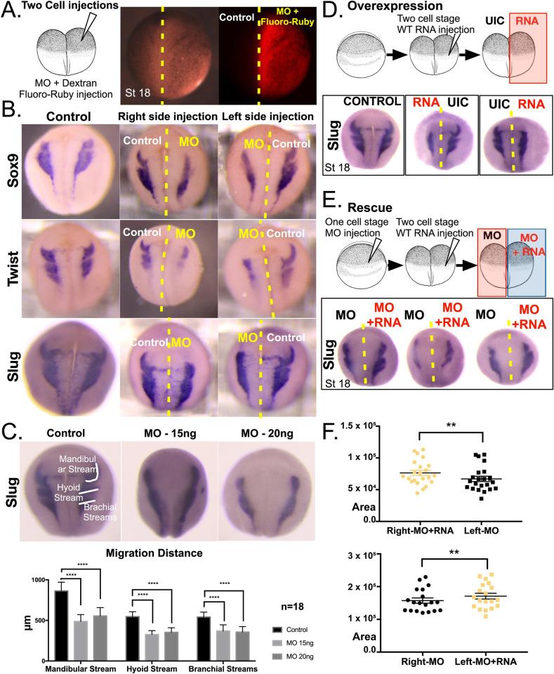 https://cdn.ncbi.nlm.nih.gov/pmc/blobs/b2df/7437866/622dd810da86/pgen.1008967.g006.jpg