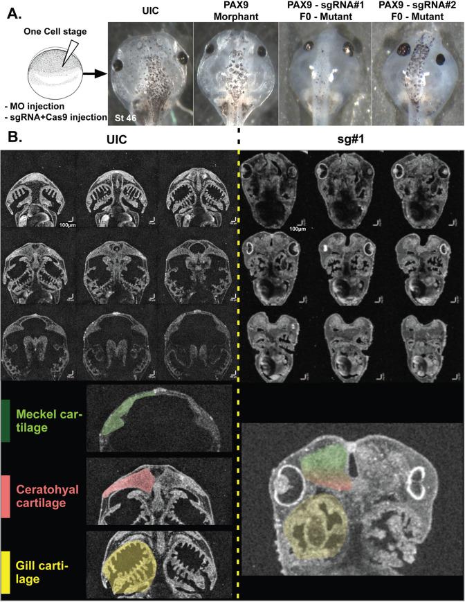 https://cdn.ncbi.nlm.nih.gov/pmc/blobs/b2df/7437866/af9b6792f5c9/pgen.1008967.g004.jpg