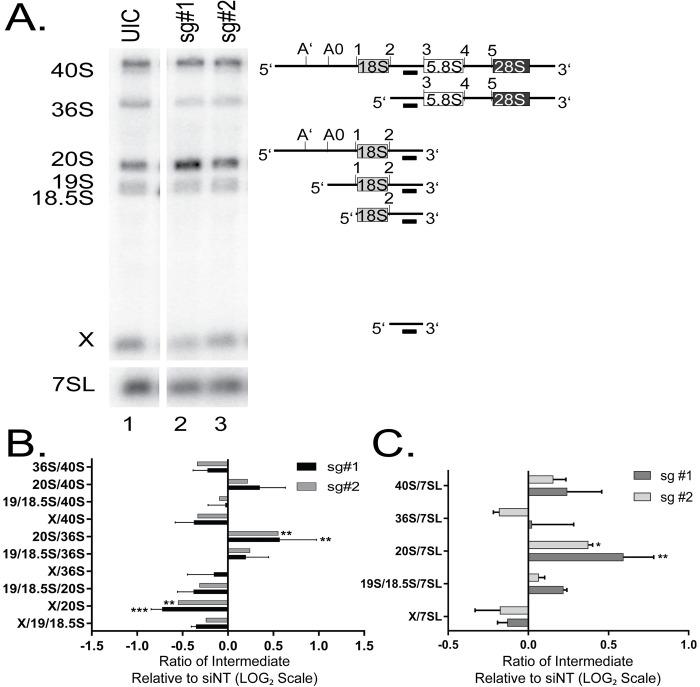 https://cdn.ncbi.nlm.nih.gov/pmc/blobs/b2df/7437866/b99d2433b0ae/pgen.1008967.g005.jpg