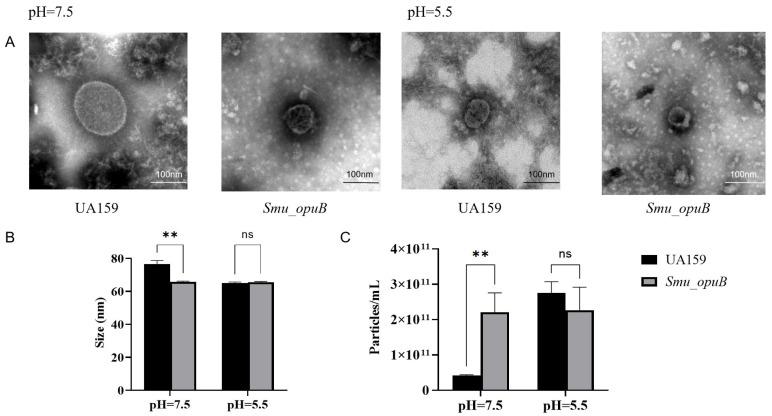 https://cdn.ncbi.nlm.nih.gov/pmc/blobs/b2e0/12029584/342730741767/microorganisms-13-00884-g001.jpg