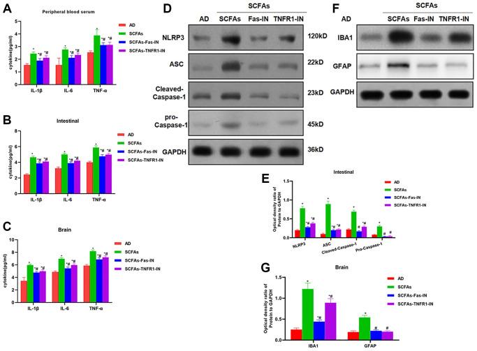 https://cdn.ncbi.nlm.nih.gov/pmc/blobs/b2e0/8457588/1388a05875c0/aging-13-203487-g004.jpg