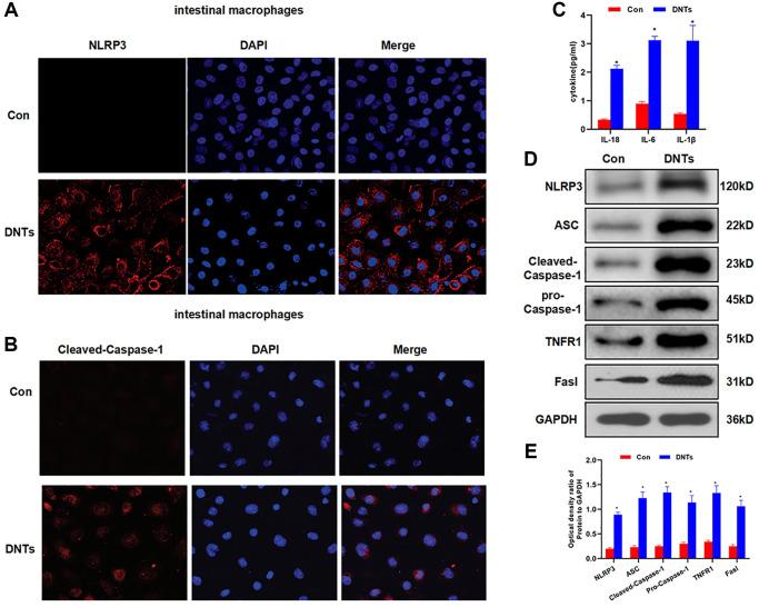 https://cdn.ncbi.nlm.nih.gov/pmc/blobs/b2e0/8457588/bc29d92d4c2e/aging-13-203487-g006.jpg