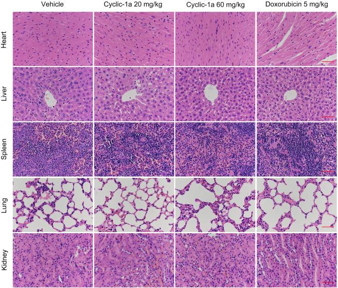 https://cdn.ncbi.nlm.nih.gov/pmc/blobs/b2e2/8795745/1ceca3f12d3a/fphar-12-811724-g006.jpg