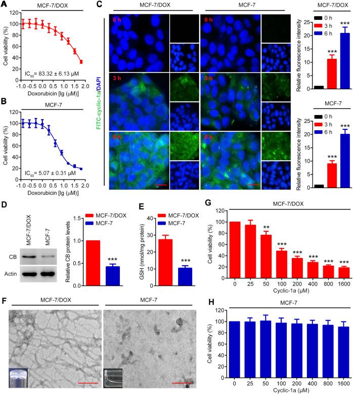 https://cdn.ncbi.nlm.nih.gov/pmc/blobs/b2e2/8795745/892537359072/fphar-12-811724-g003.jpg