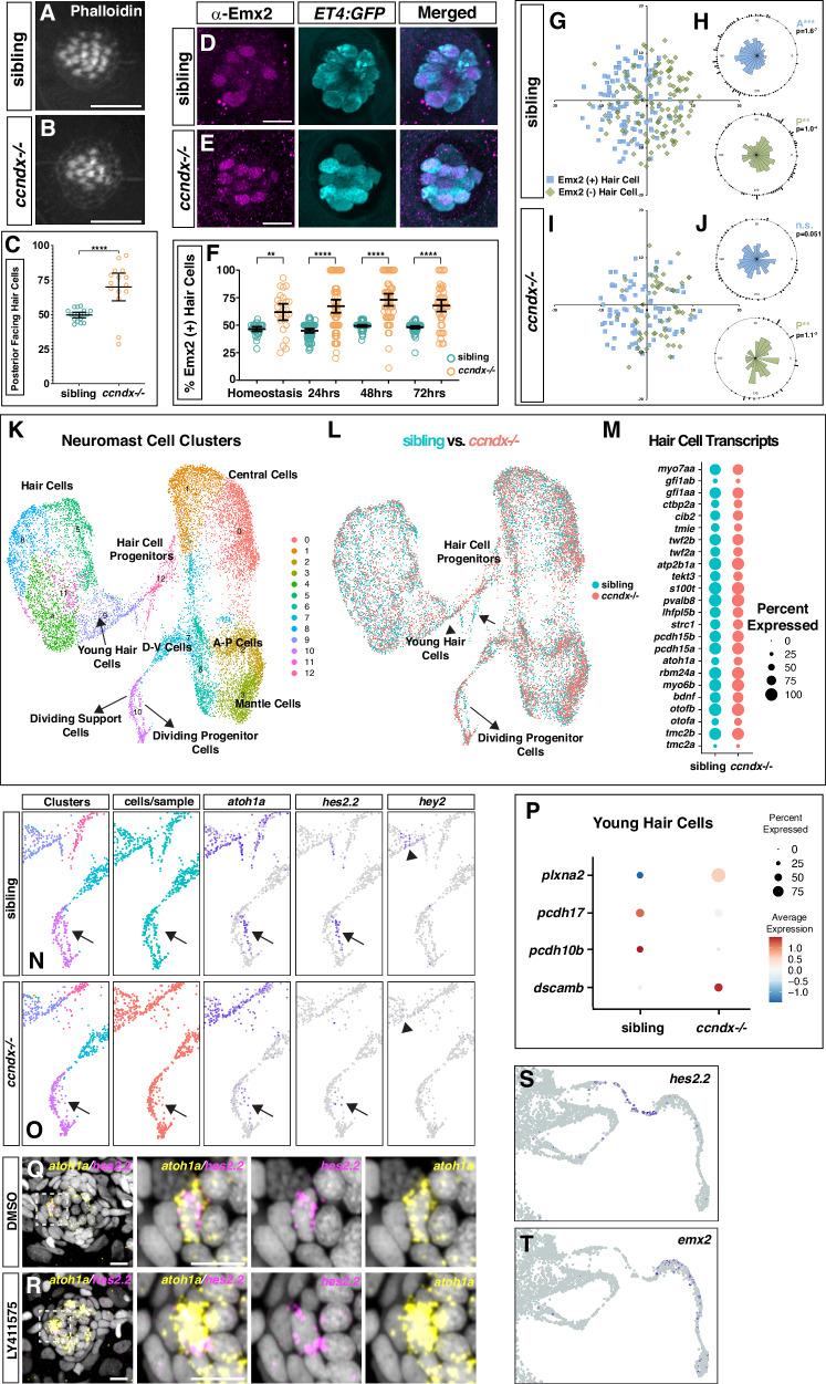 https://cdn.ncbi.nlm.nih.gov/pmc/blobs/b2e3/12259956/07a65807efcc/41467_2025_60251_Fig6_HTML.jpg