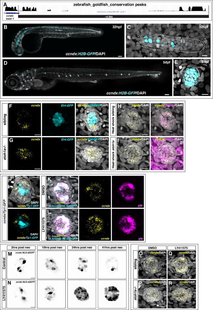 https://cdn.ncbi.nlm.nih.gov/pmc/blobs/b2e3/12259956/2244585b31c9/41467_2025_60251_Fig4_HTML.jpg