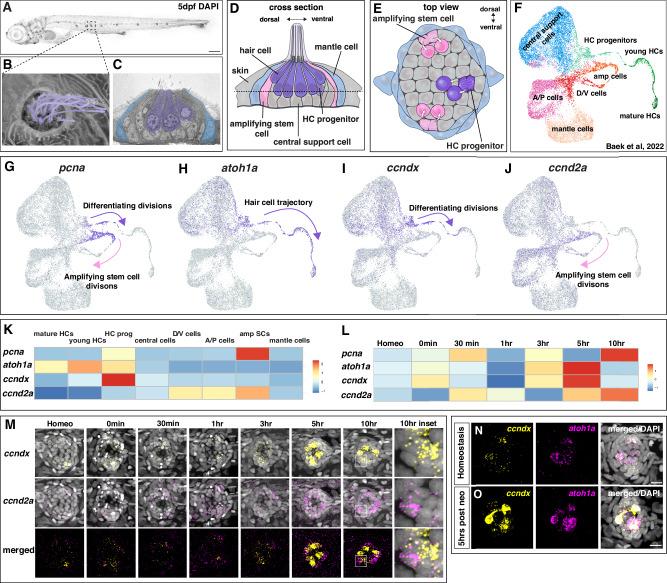https://cdn.ncbi.nlm.nih.gov/pmc/blobs/b2e3/12259956/e3894c04cf5e/41467_2025_60251_Fig1_HTML.jpg