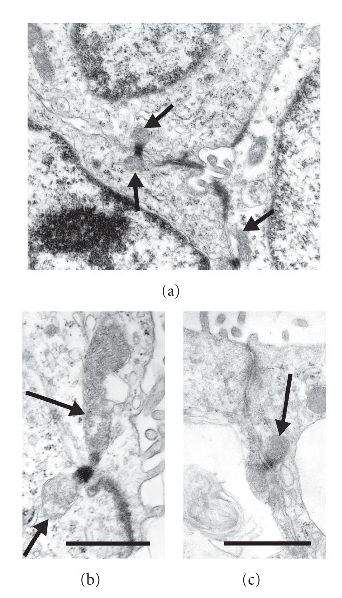 https://cdn.ncbi.nlm.nih.gov/pmc/blobs/b2e4/3025390/0bc8d3c5baac/JBB2011-510827.009.jpg
