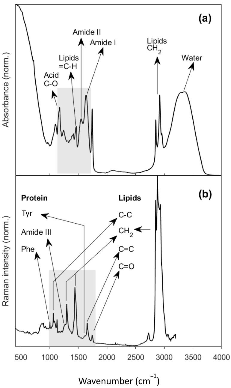 https://cdn.ncbi.nlm.nih.gov/pmc/blobs/b2e5/10745544/99a0470f3901/molecules-28-08051-g001.jpg