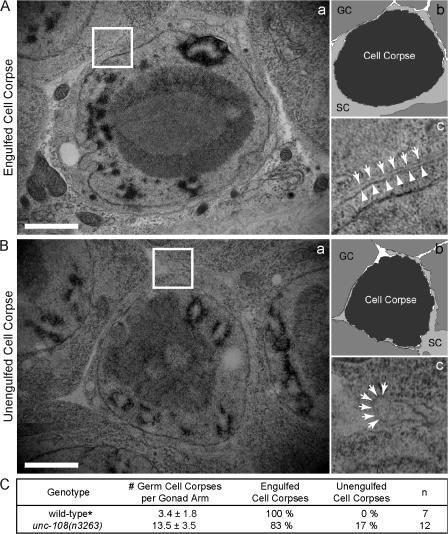 https://cdn.ncbi.nlm.nih.gov/pmc/blobs/b2e6/2213587/71c51d005c38/jcb1800357f04.jpg