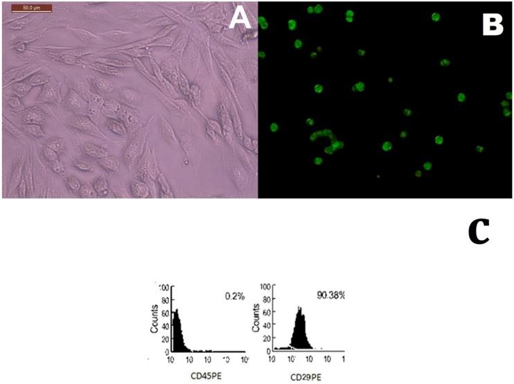https://cdn.ncbi.nlm.nih.gov/pmc/blobs/b2e6/6412869/dfa1e38d65db/ijms-20-00873-g001.jpg