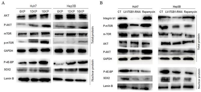 https://cdn.ncbi.nlm.nih.gov/pmc/blobs/b2ea/5078009/74022b4d4144/oncotarget-07-32221-g003.jpg