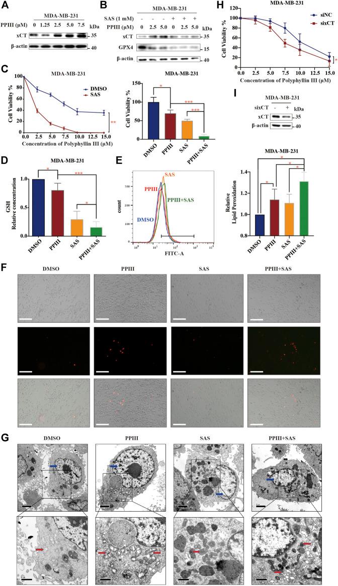 https://cdn.ncbi.nlm.nih.gov/pmc/blobs/b2ea/8141818/06fc64e8c698/fphar-12-670224-g003.jpg
