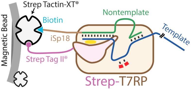 https://cdn.ncbi.nlm.nih.gov/pmc/blobs/b2ef/8368030/0809afda9734/gr1.jpg