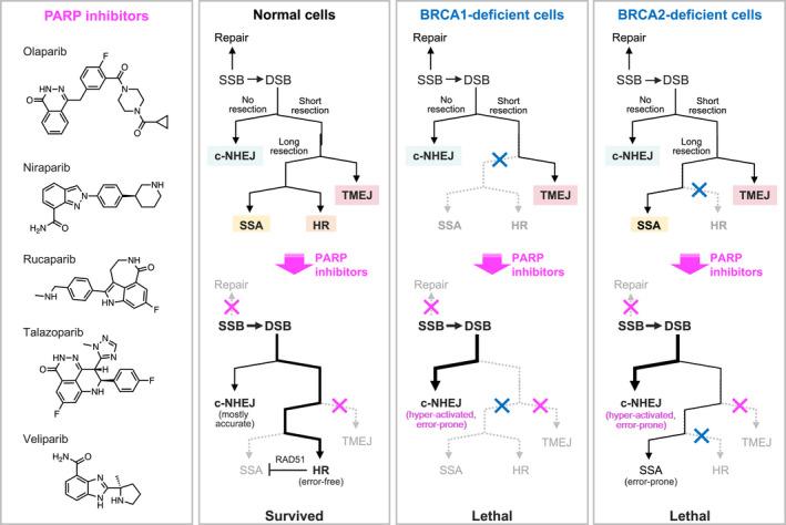 https://cdn.ncbi.nlm.nih.gov/pmc/blobs/b2f0/9277259/a3b51f063fd1/CAS-113-2214-g003.jpg