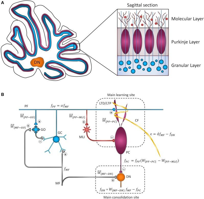 https://cdn.ncbi.nlm.nih.gov/pmc/blobs/b2f1/6718712/d8a9b346783f/fncir-13-00054-g0001.jpg