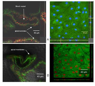 https://cdn.ncbi.nlm.nih.gov/pmc/blobs/b2f5/1774582/42caee024809/1743-8454-3-13-7.jpg
