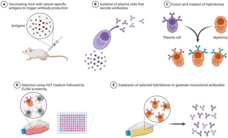 https://cdn.ncbi.nlm.nih.gov/pmc/blobs/b2f7/11384988/e5ecf14bc0d6/fimmu-15-1446937-g001.jpg
