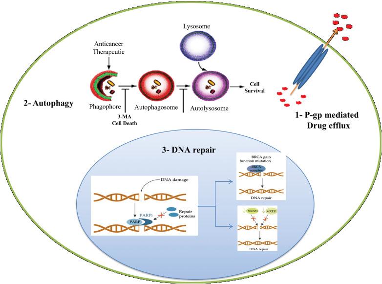 https://cdn.ncbi.nlm.nih.gov/pmc/blobs/b2fe/11055988/bb4e20617b98/OncolRes-32-31006-f003.jpg