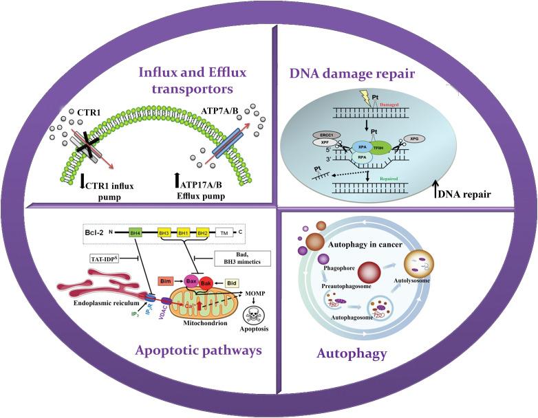 https://cdn.ncbi.nlm.nih.gov/pmc/blobs/b2fe/11055988/d56f589b0b42/OncolRes-32-31006-f002.jpg
