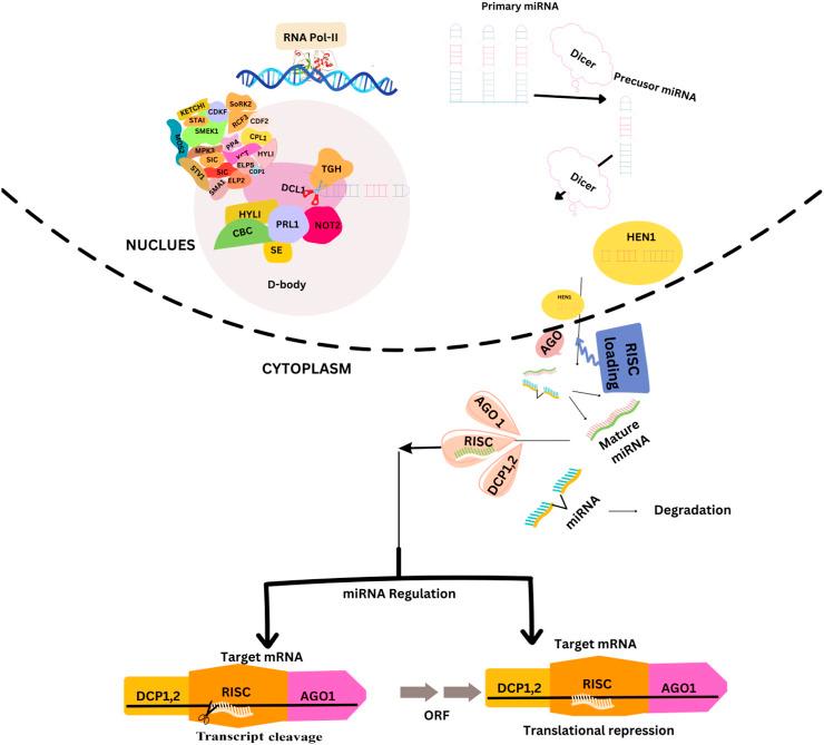 https://cdn.ncbi.nlm.nih.gov/pmc/blobs/b301/10597799/cc63a524f39f/fgene-14-1272446-g001.jpg