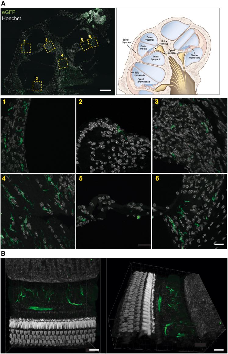 https://cdn.ncbi.nlm.nih.gov/pmc/blobs/b301/11999604/466ed7f24ffc/gr1.jpg
