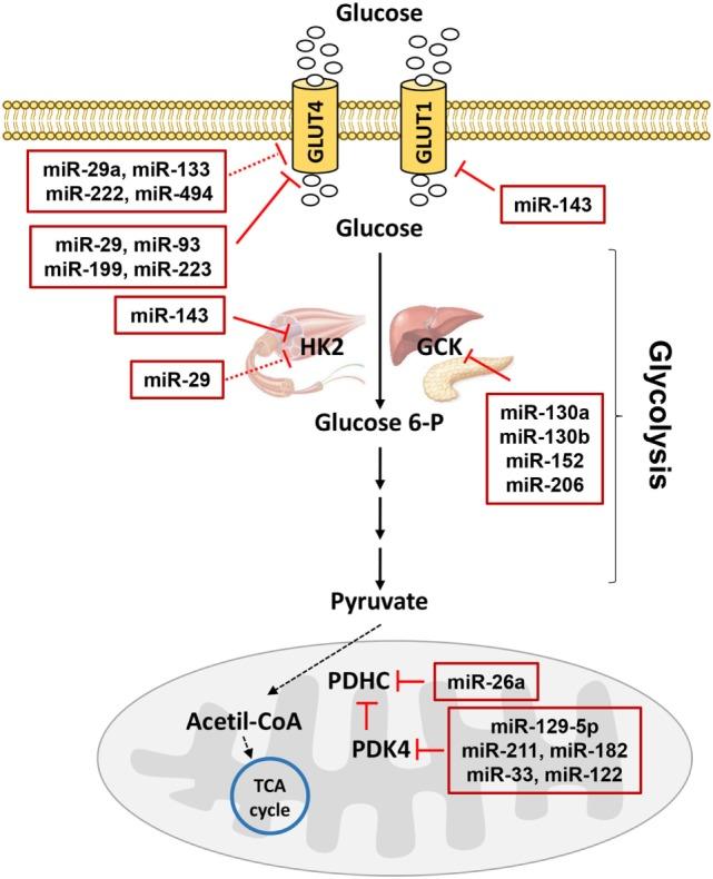 https://cdn.ncbi.nlm.nih.gov/pmc/blobs/b307/5834423/41336a7e51d5/fendo-09-00046-g003.jpg