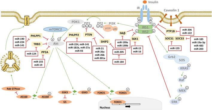 https://cdn.ncbi.nlm.nih.gov/pmc/blobs/b307/5834423/7e6ba3f02d3f/fendo-09-00046-g002.jpg