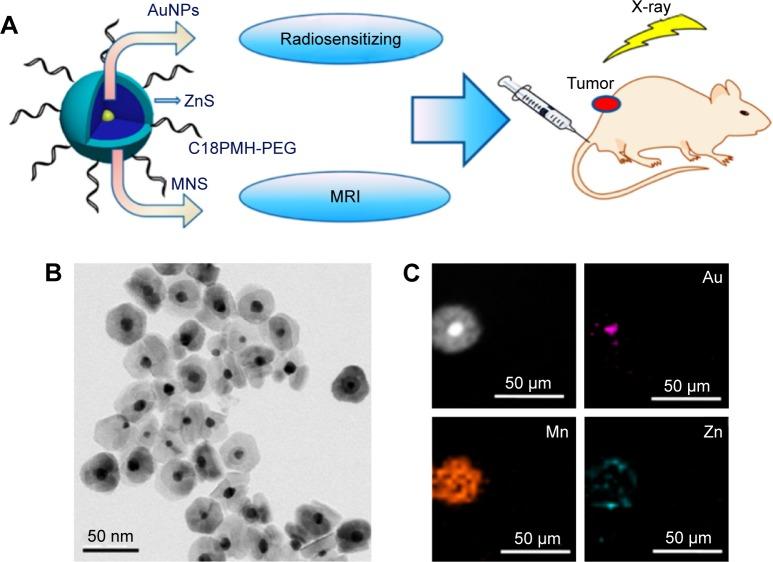 https://cdn.ncbi.nlm.nih.gov/pmc/blobs/b307/6061201/6bb74ca6ae39/ijn-13-4263Fig11.jpg