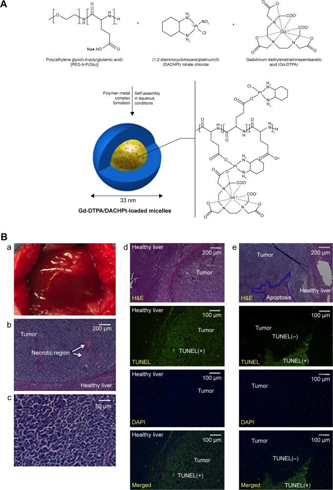 https://cdn.ncbi.nlm.nih.gov/pmc/blobs/b307/6061201/ba40102ba508/ijn-13-4263Fig5.jpg