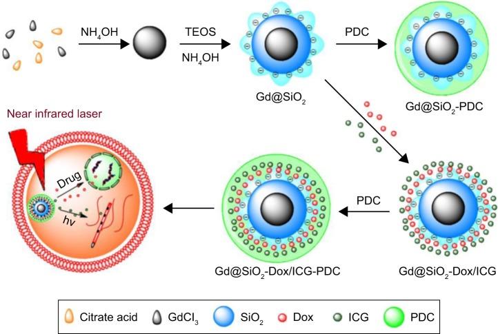https://cdn.ncbi.nlm.nih.gov/pmc/blobs/b307/6061201/ec6e686f5e19/ijn-13-4263Fig10.jpg