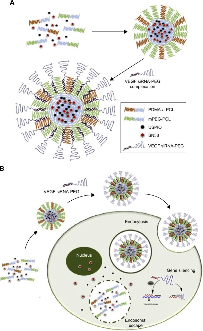 https://cdn.ncbi.nlm.nih.gov/pmc/blobs/b307/6061201/ef489582c226/ijn-13-4263Fig9.jpg