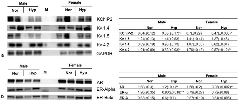 https://cdn.ncbi.nlm.nih.gov/pmc/blobs/b309/10252211/fd54482be817/cells-12-01457-g003.jpg
