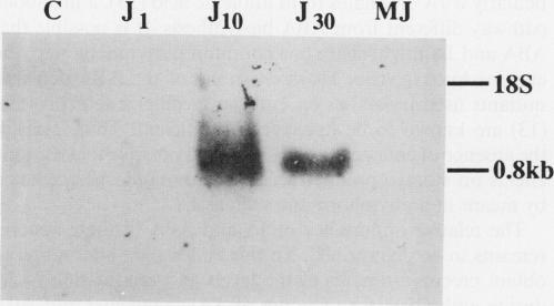 https://cdn.ncbi.nlm.nih.gov/pmc/blobs/b309/1077544/39361719fbe6/plntphys00815-0071-b.jpg