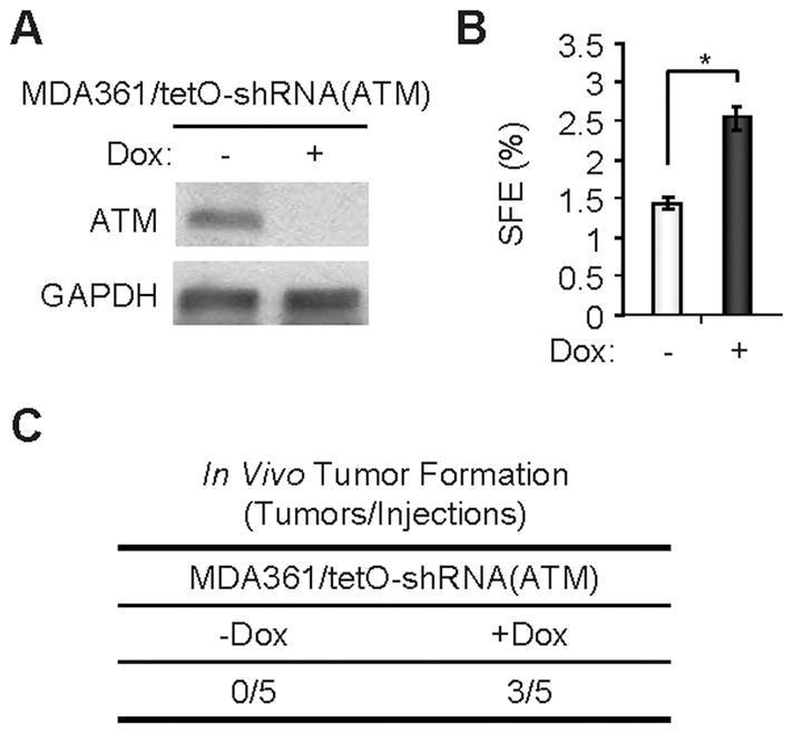 https://cdn.ncbi.nlm.nih.gov/pmc/blobs/b30a/3063856/006bc2021a3a/nihms246124f6.jpg