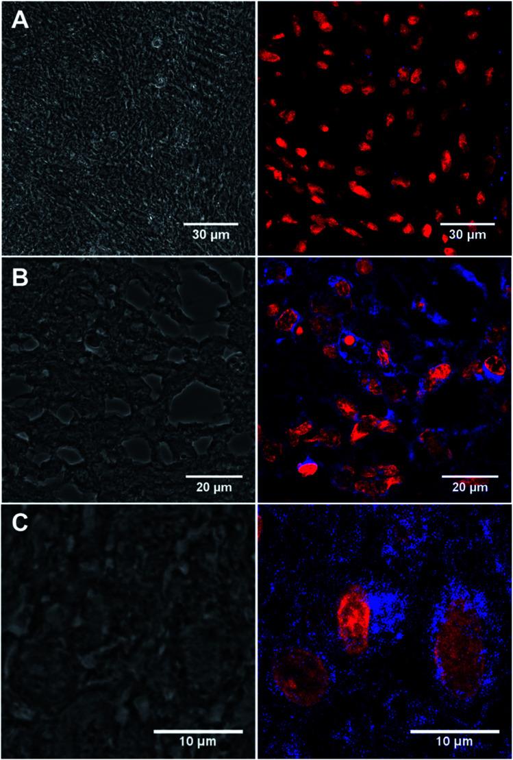 https://cdn.ncbi.nlm.nih.gov/pmc/blobs/b30f/9419871/cd7290ee8ad5/d2na00060a-f5.jpg